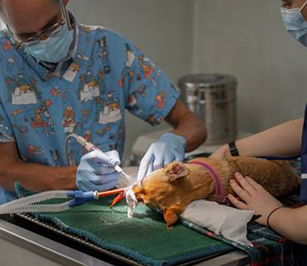 Dentistry