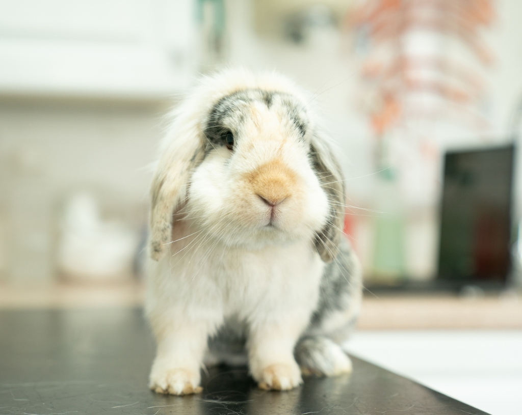 Priory Lodge Vets: Pet Health Club for rabbits